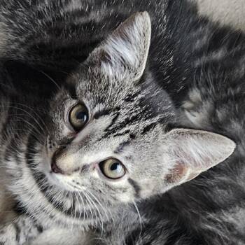 Elizabeth -  Domestic Short Hair Cat for Adoption in Chattanooga, Tennessee - Elizabeth | PetCurious