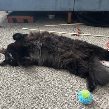 Oliver -  Domestic Long Hair Cat for Adoption in Long Beach, California - Oliver | PetCurious