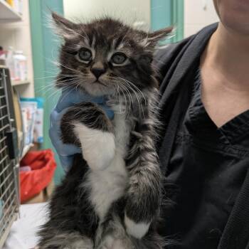 Hayden -  Domestic Long Hair Cat for Adoption in South Burlington, Vermont - Hayden | PetCurious