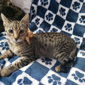 Rescue Tabby Cats for Adoption - Mr. Gray | PetCurious