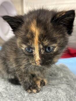 Mercury -  Domestic Short Hair Cat Available for Adoption in Hartsville, South Carolina - Mercury | PetCurious