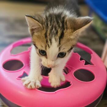 Domestic Short Hair Cats Available for Adoption in Newport, Tennessee - Wren (Bob Tail) | PetCurious