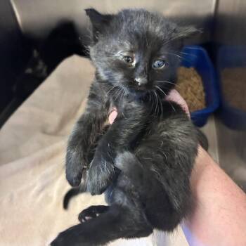 Sundae -  Domestic Short Hair Cat for Adoption in Bristol, Indiana - Sundae | PetCurious