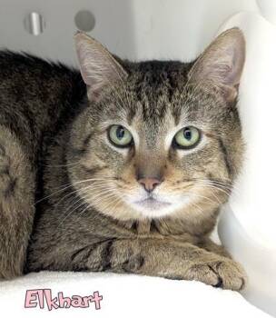 Domestic Short Hair Cats Available for Adoption in Mason, Michigan - Elkhart (Blue Collar) | PetCurious