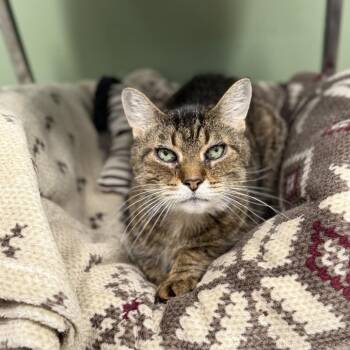 Peanut -  Domestic Short Hair Cat for Adoption in Buffalo, New York - Peanut | PetCurious