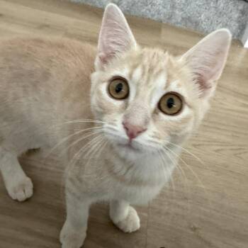 Dolly Saunders -  Domestic Short Hair Cat for Adoption in Eagle Mountain, Utah - Dolly Saunders | PetCurious