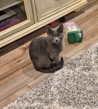 Rescue Domestic Short Hair Cats for Adoption in Belchertown, Massachusetts - Vienna | PetCurious