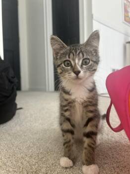 Poppy / Coco -  Domestic Short Hair Cat for Adoption in Minneapolis, Minnesota - Poppy / Coco | PetCurious
