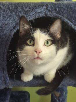 Smidget -  Domestic Short Hair Cat for Adoption in Skyline, Minnesota - Smidget | PetCurious