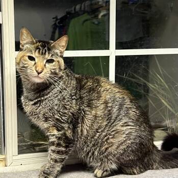 Apple Jacks -  Domestic Short Hair Cat for Adoption in Holly, Michigan - Apple Jacks | PetCurious
