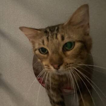 Carol -  Domestic Medium Hair Cat for Adoption in Leander, Texas - Carol | PetCurious
