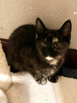 Envy -  Domestic Short Hair Cat for Adoption - Envy | PetCurious
