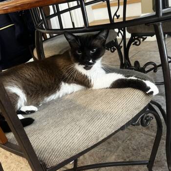 Cardi -  Siamese Cat for Adoption in Lake Jackson, Texas - Cardi | PetCurious