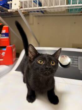Tulip -  Domestic Medium Hair and Tuxedo Cat for Adoption in Glendale, Arizona - Tulip | PetCurious