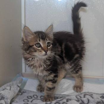 Domestic Medium Hair Cats Available for Adoption in Sunnyvale, California - Alex | PetCurious
