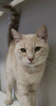 Rescue Domestic Short Hair Cats for Adoption in Fremont, Ohio - Toast | PetCurious