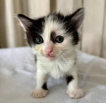 Sheila -  Domestic Short Hair Cat Available for Adoption - Sheila | PetCurious