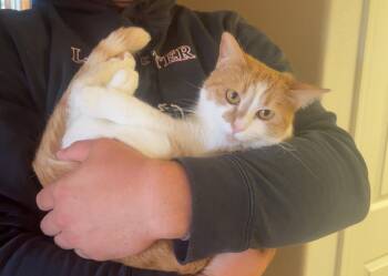 Domestic Short Hair Cats Available for Adoption - Gingersnap | PetCurious