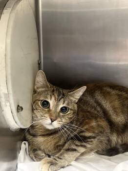 HIDDEN GEMS -  Domestic Short Hair Cat for Adoption in Las Vegas, Nevada - HIDDEN GEMS | PetCurious