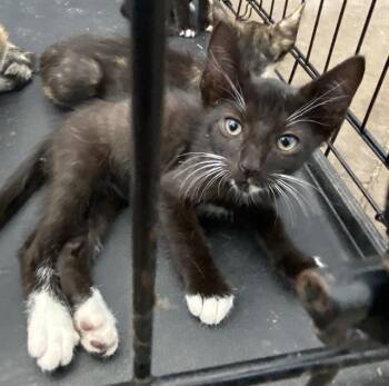 BLACK BEARD -  Domestic Short Hair Cat for Adoption in Dallas, Texas - BLACK BEARD | PetCurious