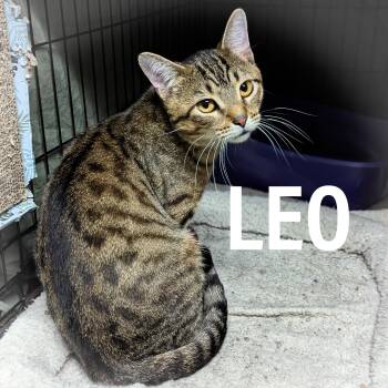 LEO -  Domestic Short Hair and Tiger Cat for Adoption in Griffith, Indiana - LEO | PetCurious