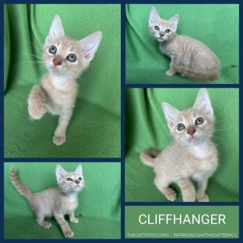 Cliffhanger -  Domestic Short Hair Cat for Adoption in Corpus Christi, Texas - Cliffhanger | PetCurious