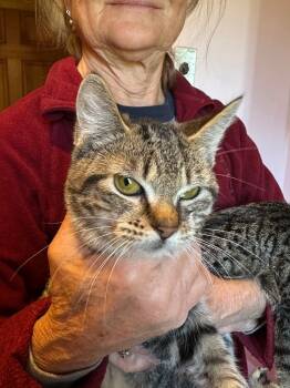 Rescue Domestic Short Hair Cats for Adoption in Plattsburgh, New York - Raymond | PetCurious