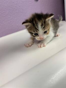 61324016 -  Domestic Short Hair Cat for Adoption in El Paso, Texas - 61324016 | PetCurious