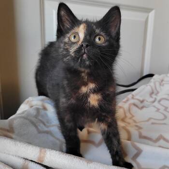 Echo -  Domestic Short Hair Cat for Adoption in Indianapolis, Indiana - Echo | PetCurious