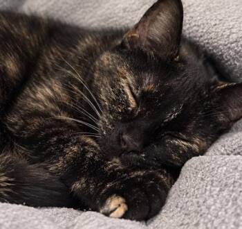 Button -  Domestic Short Hair Cat for Adoption - Button | PetCurious