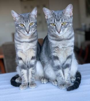 Rescue Domestic Medium Hair and Tabby Cats for Adoption - Coco And Gracie (BONDED PAIR) | PetCurious