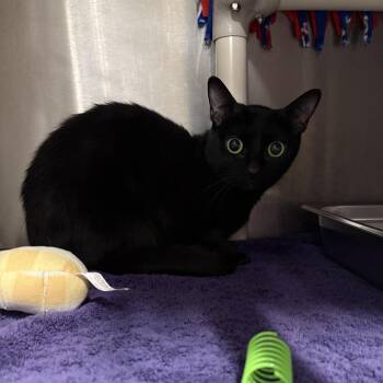 Domestic Short Hair Cats Available for Adoption - Mira | PetCurious