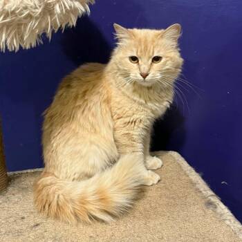 Florence -  Domestic Long Hair Cat for Adoption in Antioch, California - Florence | PetCurious