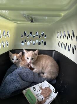 Bullseye -  Domestic Short Hair Cat for Adoption in Mount Laurel Township, New Jersey - Bullseye | PetCurious
