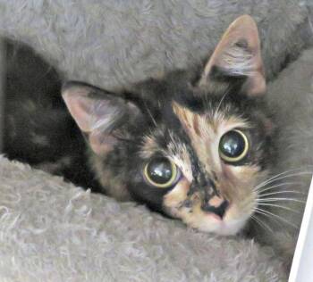 Miss Moon -  Domestic Short Hair Cat for Adoption in Lexington, Virginia - Miss Moon | PetCurious