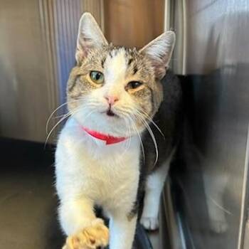 Shakira -  Domestic Short Hair Cat for Adoption in Knoxville, Tennessee - Shakira | PetCurious