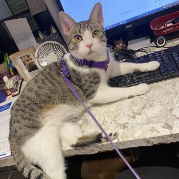 Domestic Short Hair Cats Available for Adoption - Guava | PetCurious