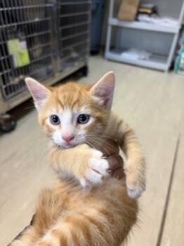 Domestic Short Hair Cats Available for Adoption - Butternut Squash | PetCurious