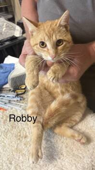 Domestic Short Hair Cats Available for Adoption in White Bluff, Tennessee - Robby | PetCurious