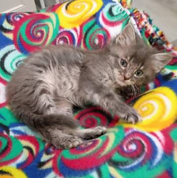 Hank - cuddly & playful -  Maine Coon and Domestic Medium Hair Cat for Adoption in Hendersonville, Tennessee - Hank - Cuddly & Playful | PetCurious