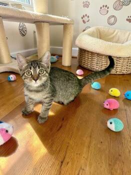 Skylar -  Domestic Short Hair Cat for Adoption in Champaign, Illinois - Skylar | PetCurious