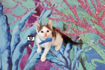 Phoenix -  Domestic Short Hair Cat Available for Adoption in Overland Park, Kansas - Phoenix | PetCurious