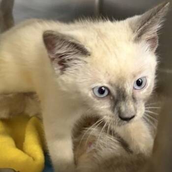 Spur -  Siamese Cat for Adoption in New York, New York - Spur | PetCurious