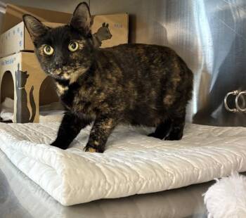 Domestic Short Hair Cats Available for Adoption - Zinnia | PetCurious