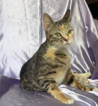 MITTENS -  Domestic Short Hair Cat for Adoption in Rowland Heights, California - MITTENS | PetCurious