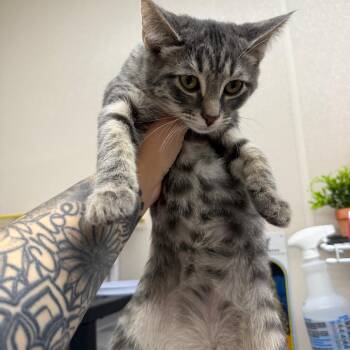 Febreze Bag -  Domestic Short Hair Cat for Adoption in Morganton, North Carolina - Febreze Bag | PetCurious