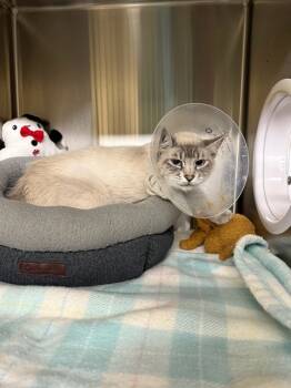 Rescue Domestic Medium Hair Cats for Adoption in Fremont, California - AURORA | PetCurious