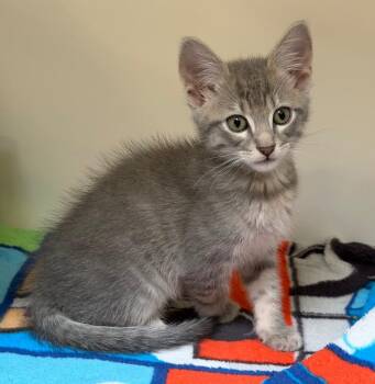 Domestic Short Hair Cats Available for Adoption in Columbia, Illinois - Nimbus | PetCurious