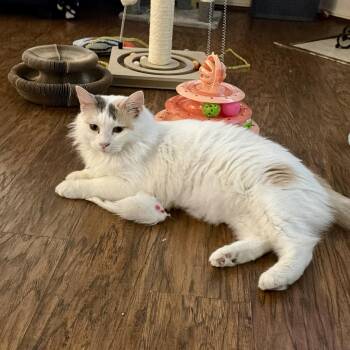 Honey -  Domestic Long Hair Cat for Adoption in Baytown, Texas - Honey | PetCurious