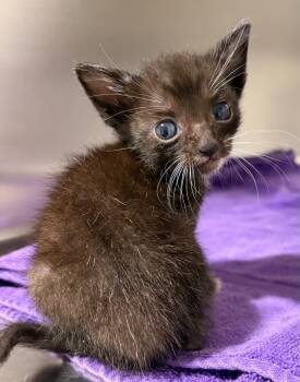 Rescue Domestic Short Hair Cats for Adoption in Labelle, Florida - Tilly | PetCurious